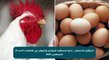 استقرار الأسعار.. بداية مستقرة للدواجن والبيض في تعاملات الأحد 31 أغسطس 2025